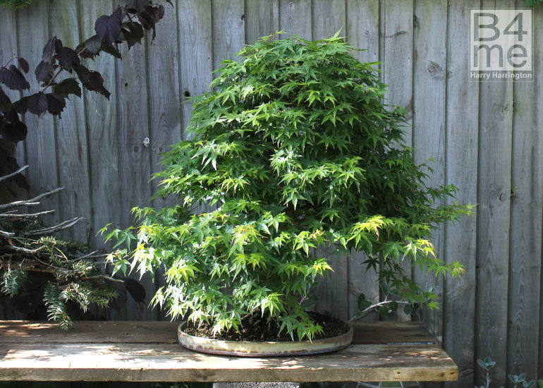 acer palmatum japanese maple pruning